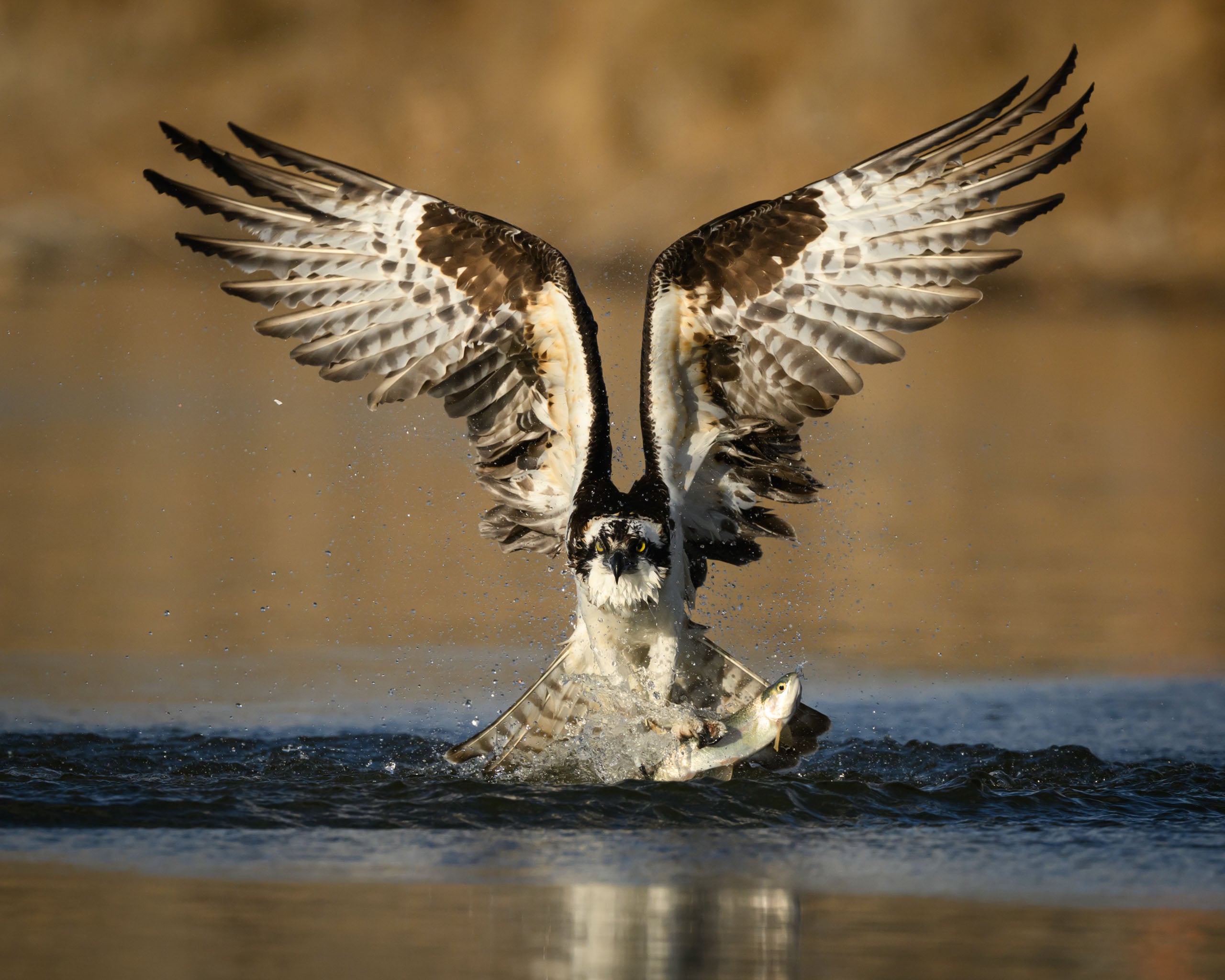 An osprey with wings spread wide catches a fish in its talons, emerging from the water with splashes around them, against a blurred brown background.
