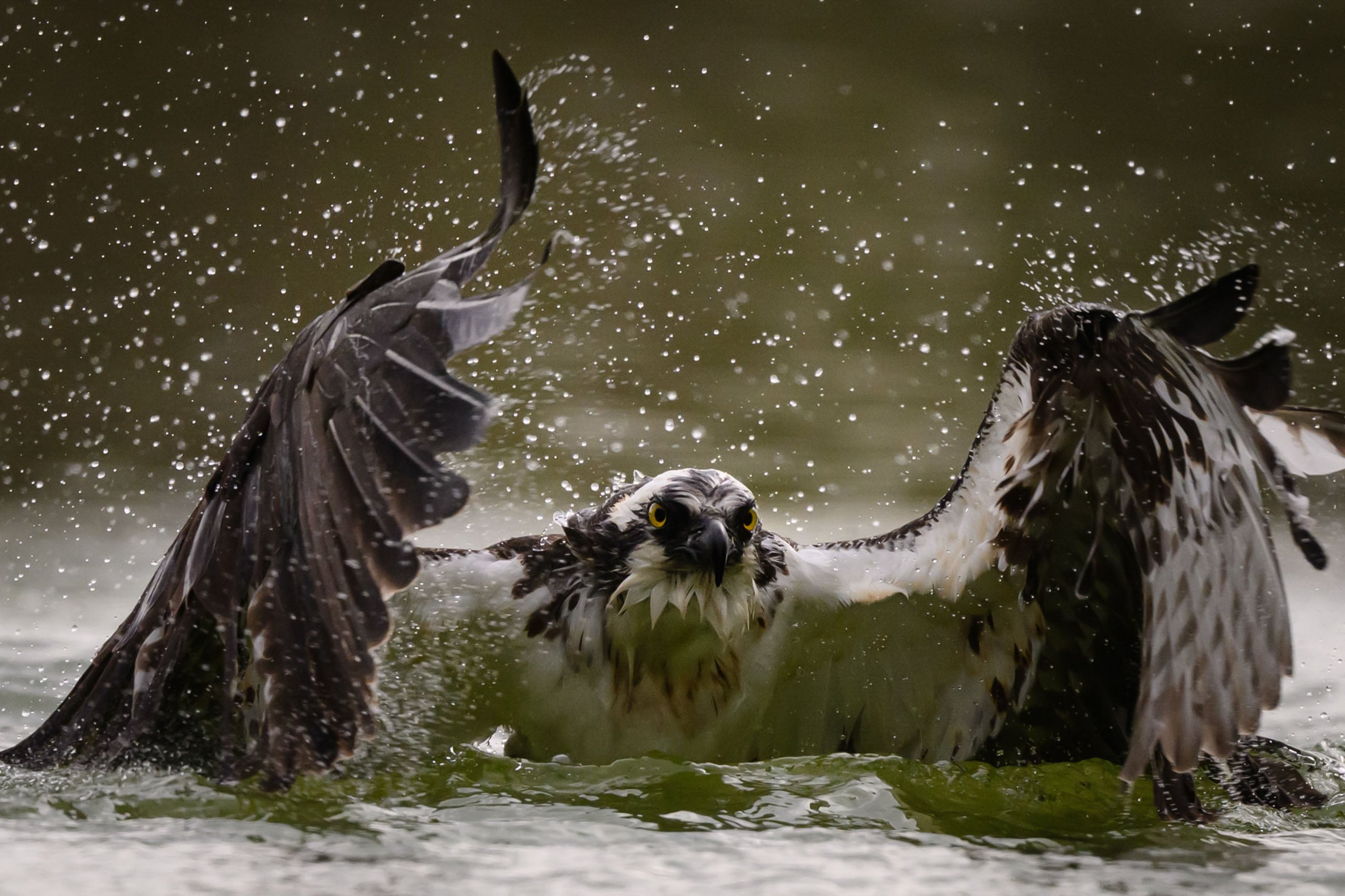 An osprey with wings spread wide emerges from the water, droplets splashing around as it intently focuses forward.
