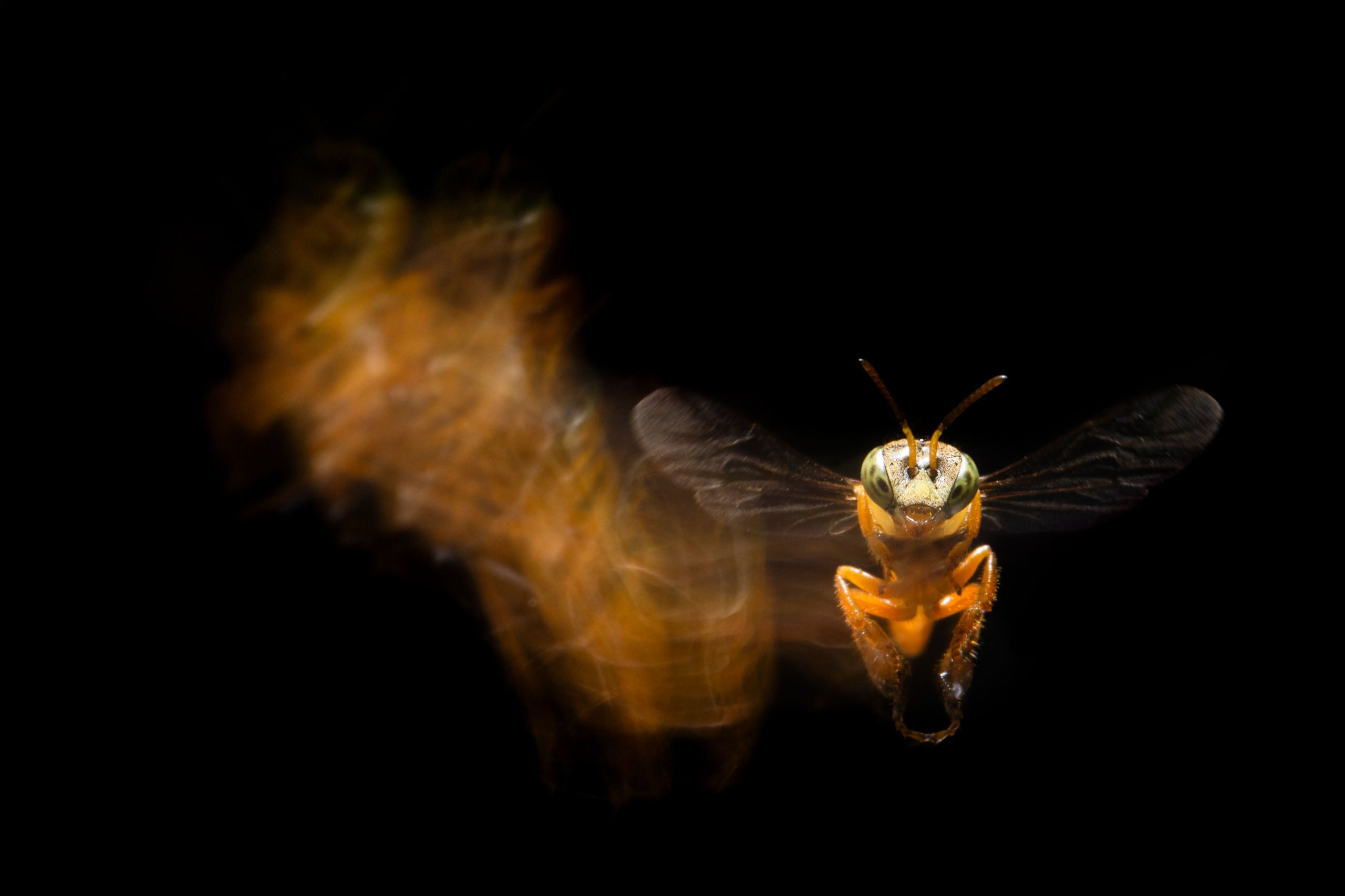 A close-up of a hovering bee with motion blur showing its flight path against a black background.