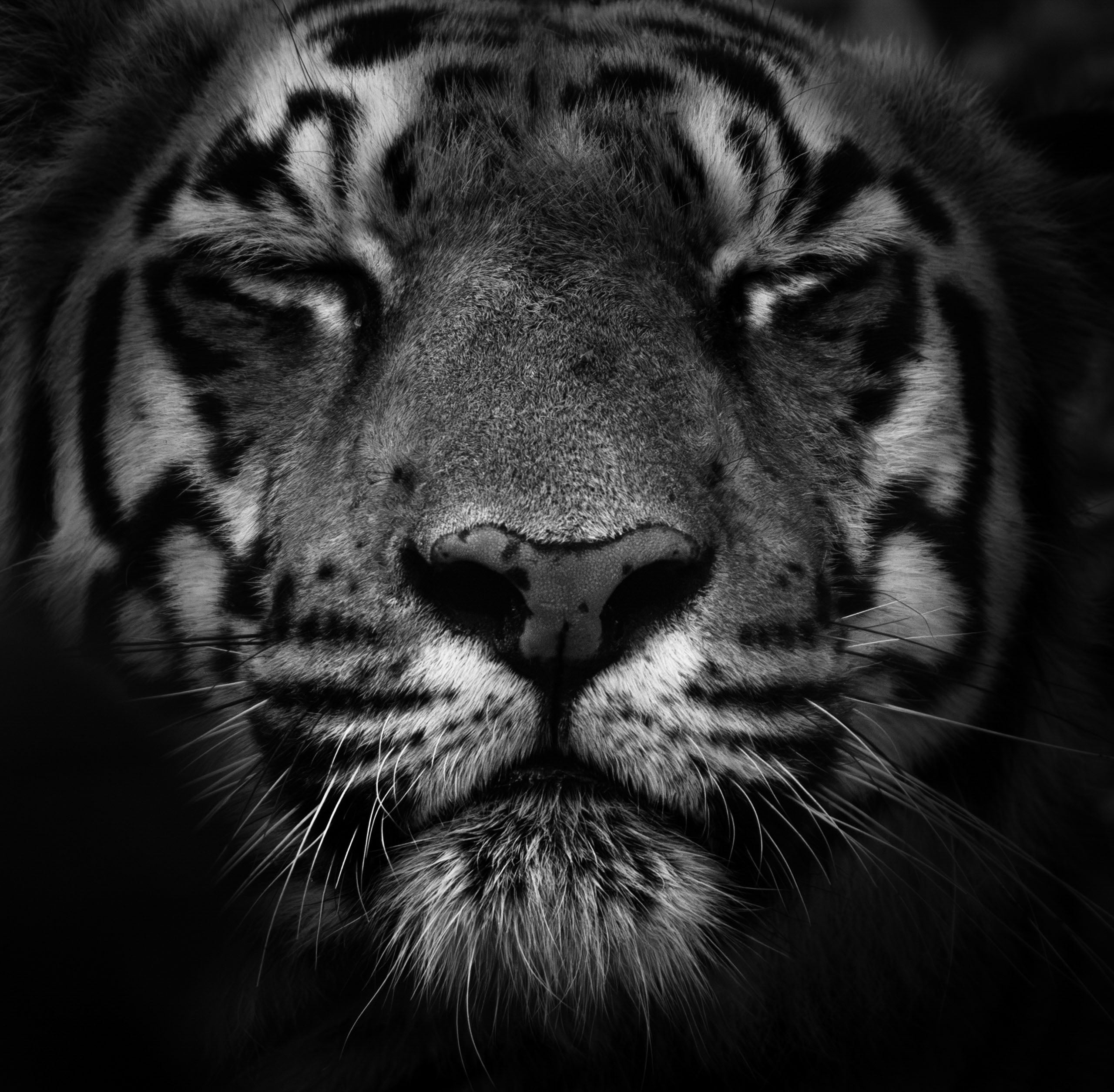 Close-up, black and white image of a tiger's face with eyes closed, highlighting its striped fur and textured nose.