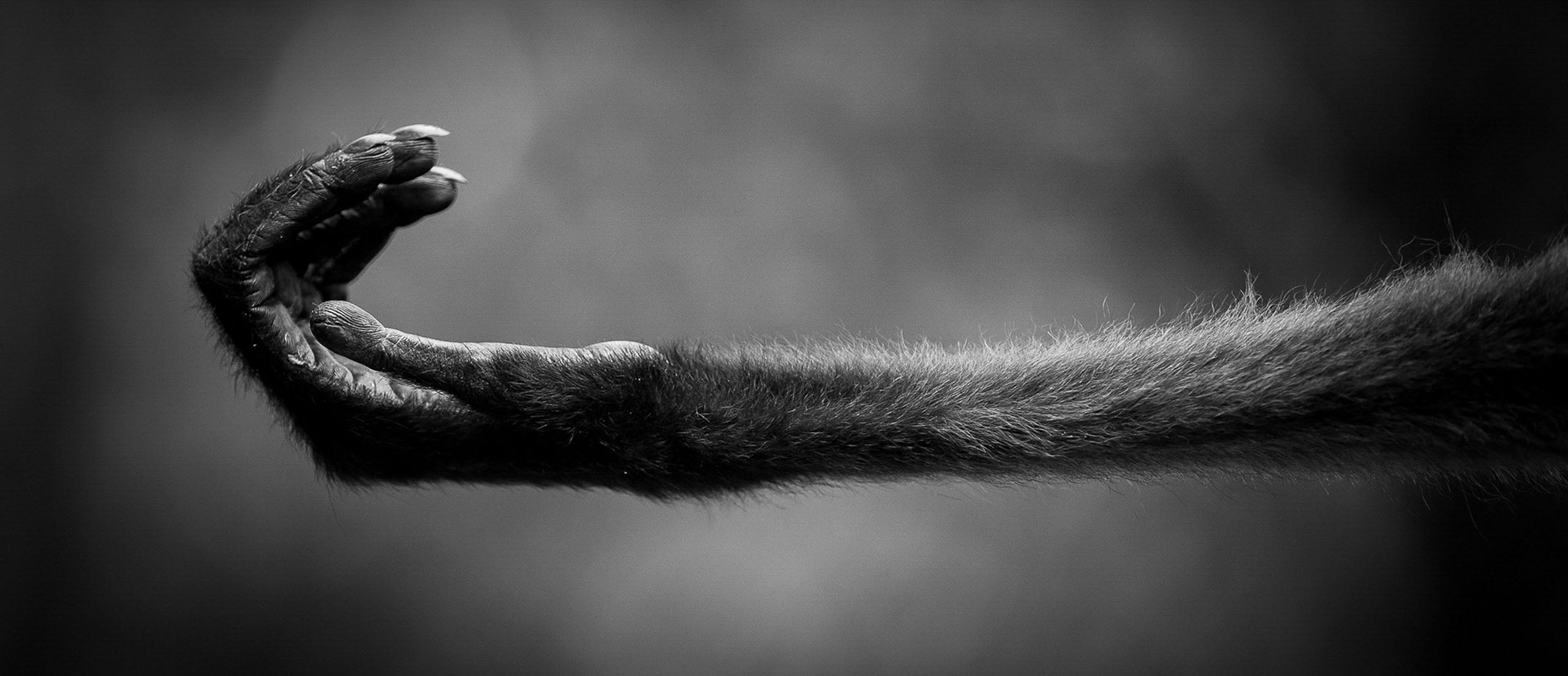 A black and white photo showing an extended primate arm and hand, fingers curved as if reaching, against a blurred background.