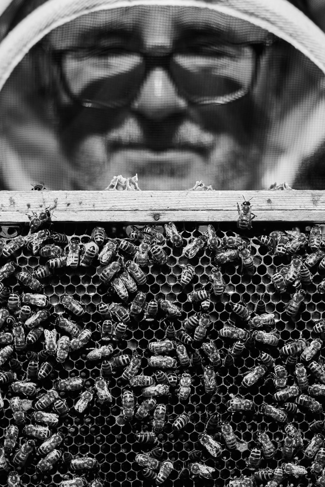 A beekeeper wearing glasses and a protective veil observes a hive frame covered with bees. The image is in black and white, focusing on the bees in the foreground.