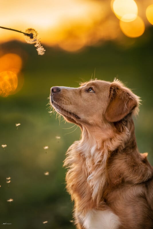 A brown dog gazes up at a dandelion being blown in the warm, golden light of sunset, with seeds floating gently through the air against a blurred green and orange background.