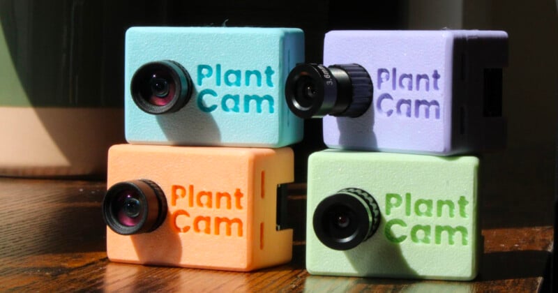 Four colorful mini cameras labeled "Plant Cam" in blue, purple, orange, and green are stacked on a wooden surface with sunlight streaming in from the left. Each camera has a small wide-angle lens.