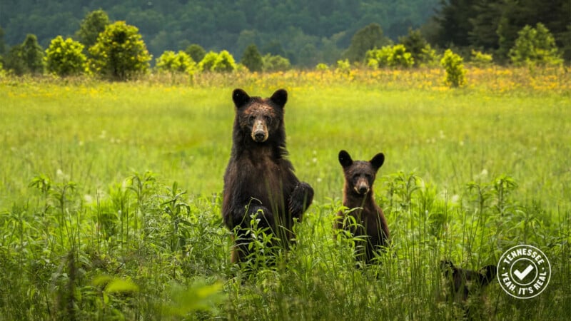Two black bears stand in tall green grass in a sunlit meadow, surrounded by trees and distant hills. One bear is upright, and the other is slightly behind it. A "Tennessee" emblem is visible in the lower right corner.
