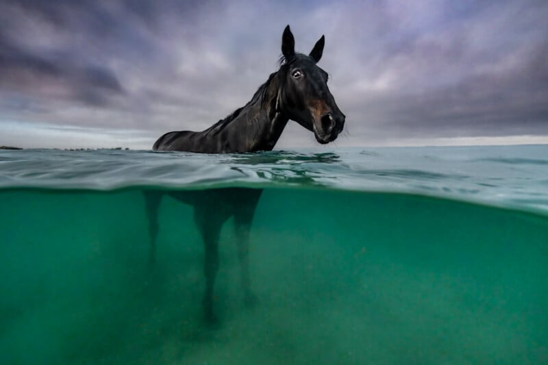 A dark horse stands in the ocean, with its body partially submerged in clear green water. The cloudy sky above creates a dramatic backdrop to the unusual scene.