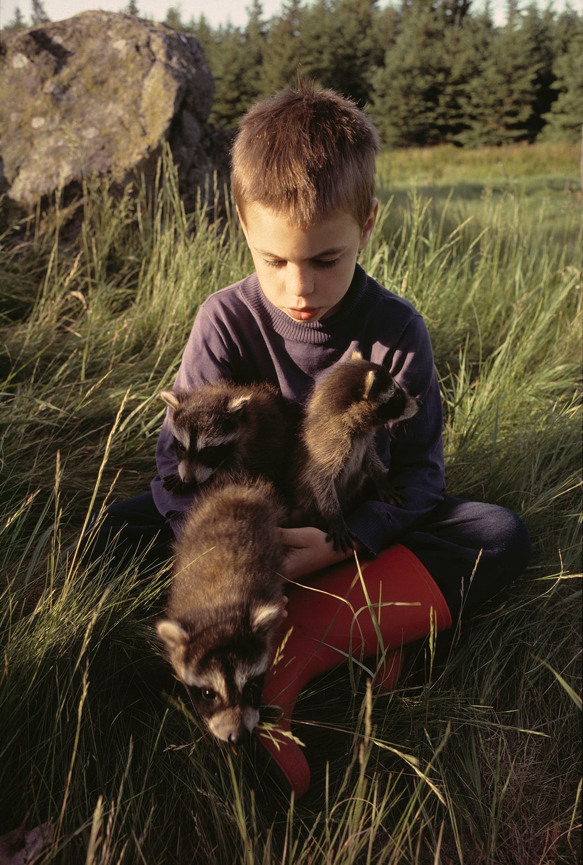 A young boy sits in tall grass holding three baby raccoons in his lap, wearing a dark sweater and red boots, with trees and a large rock in the background.