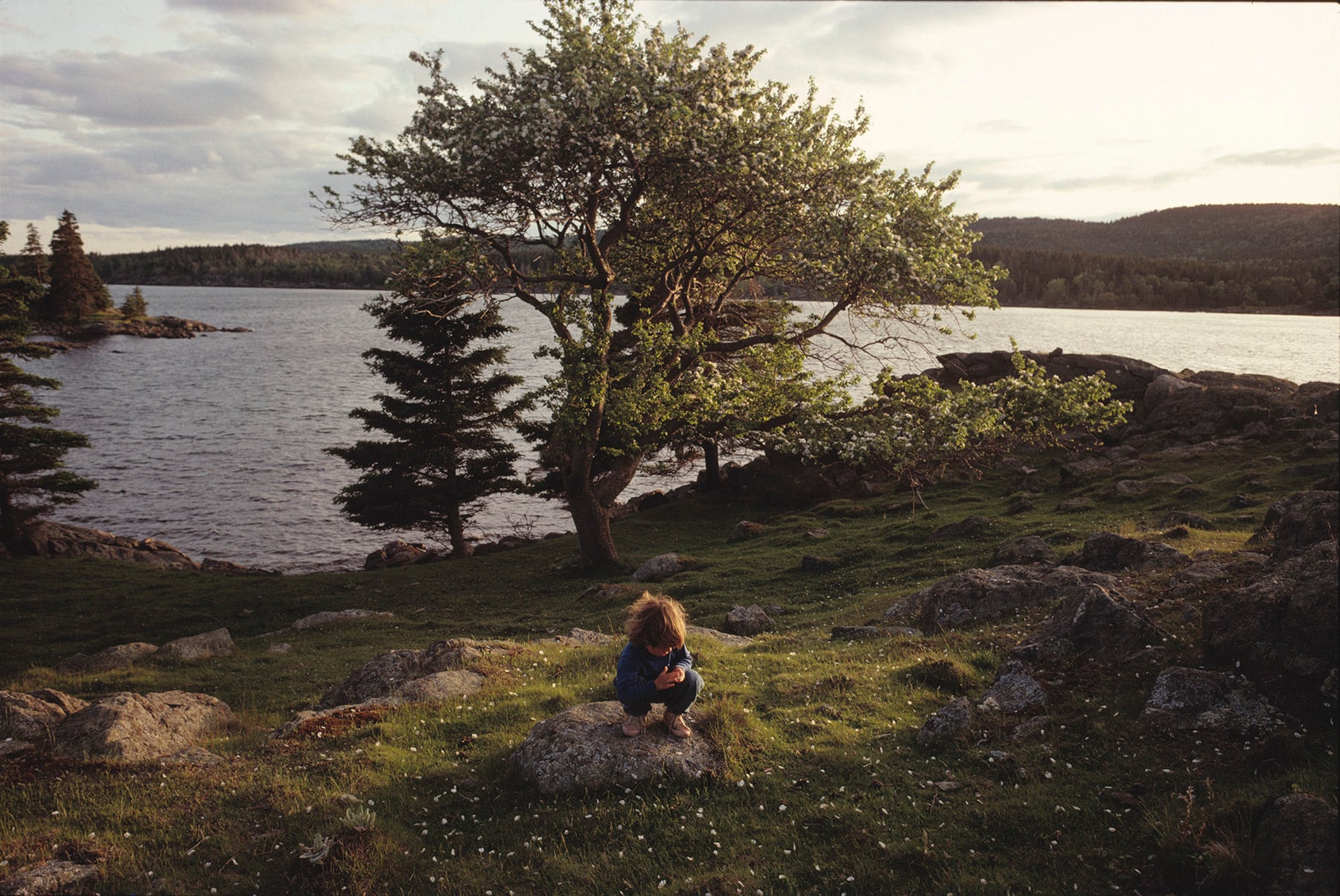 A small child sits alone on a rock, surrounded by grass, wildflowers, and stones near a lake. A leafy tree stands nearby, and forested hills are visible across the water under a cloudy sky.