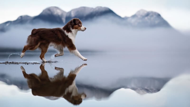 A brown and white dog trots across shallow water, its reflection visible below. Misty mountains rise in the background under a pale sky.