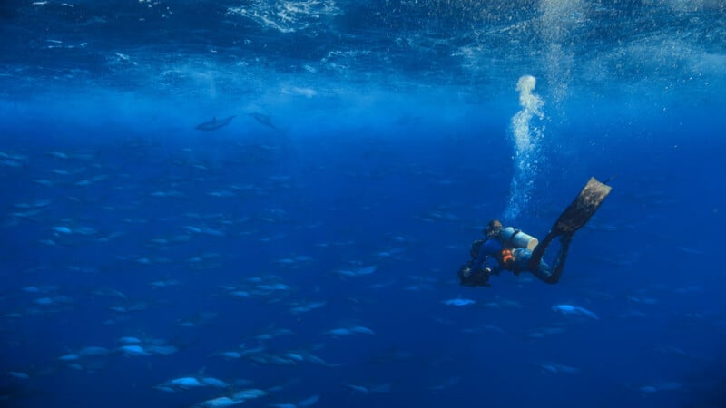 A scuba diver swims underwater surrounded by a large school of fish in the deep blue ocean, with bubbles rising to the surface.