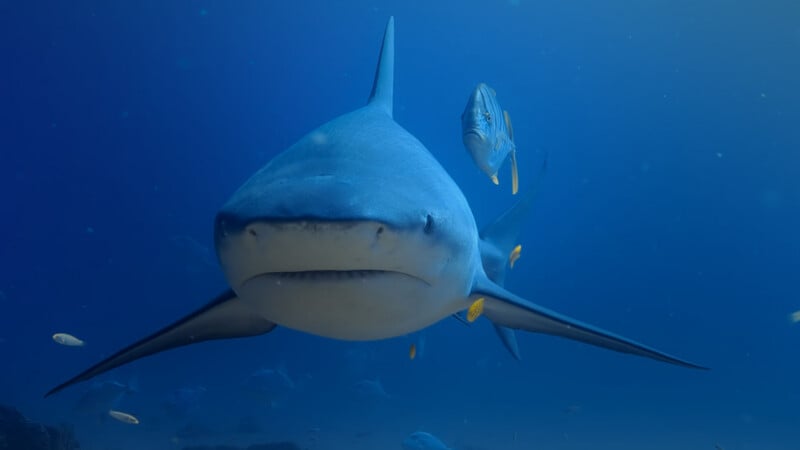 A close-up view of a shark swimming underwater, with a few fish visible nearby in the blue ocean.