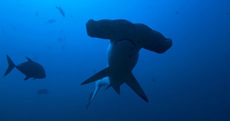 A hammerhead shark swims underwater in the ocean, surrounded by several other fish, with deep blue water in the background.