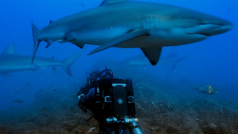 A scuba diver underwater faces a large shark swimming closely overhead, with several other sharks visible in the blue background. The rocky ocean floor and scattered fish are also visible.