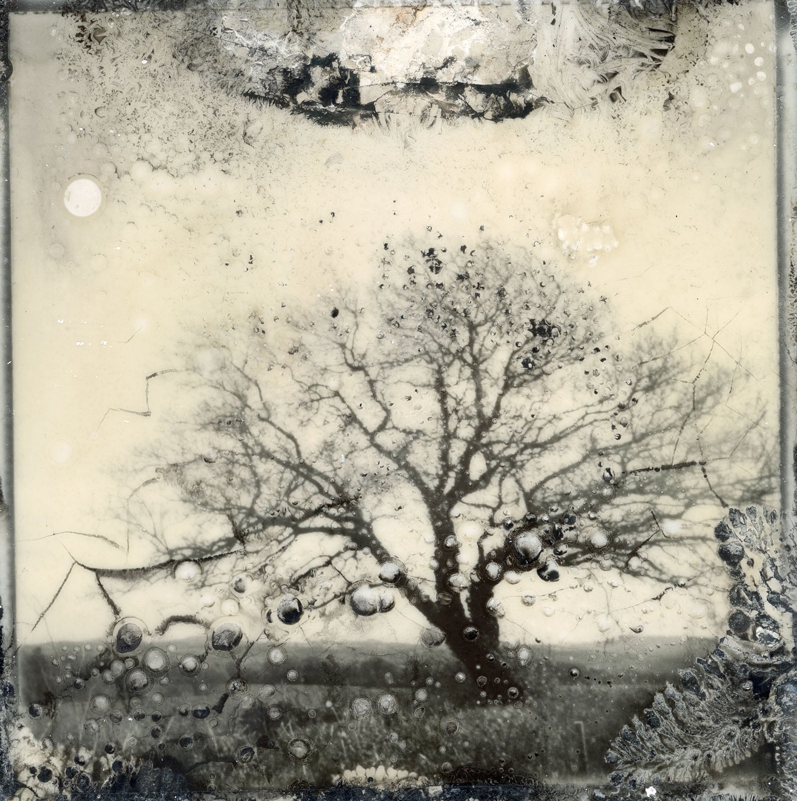 A lone, bare tree stands in a field, captured in a distressed, monochromatic style with visible chemical textures and cracks.
