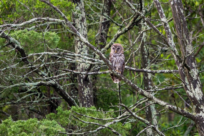 A barred owl perches on a mossy tree branch in a dense, green forest, blending in with the surrounding trees and foliage.