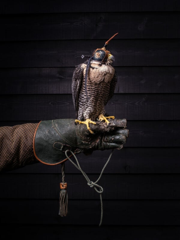 A falcon wearing a leather hood perches on a gloved hand against a dark wooden background. The glove is green with brown trim and a tassel, and the handler's arm is covered in a patterned sleeve.