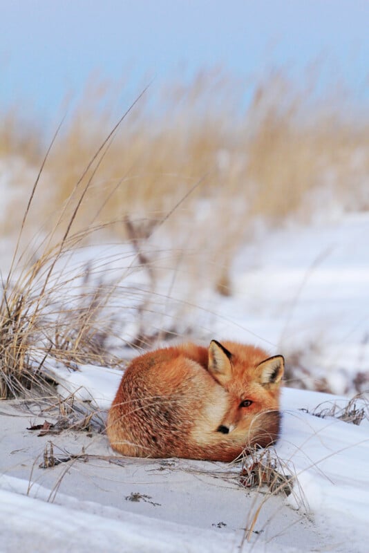 A red fox curled up on snowy ground, surrounded by tall, dry grass. The fox looks toward the camera, blending into the winter landscape with its thick, orange fur.
