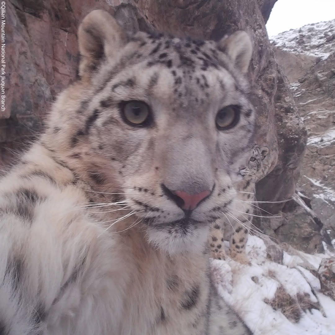 A close-up of a snow leopard taking a selfie with another snow leopard in the snowy, rocky background. The main leopard’s face is prominent, with its paw extended toward the camera.