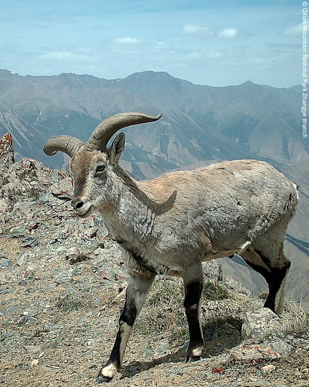 A mountain goat with curved horns stands on rocky terrain, with distant rugged mountains and a blue sky in the background.