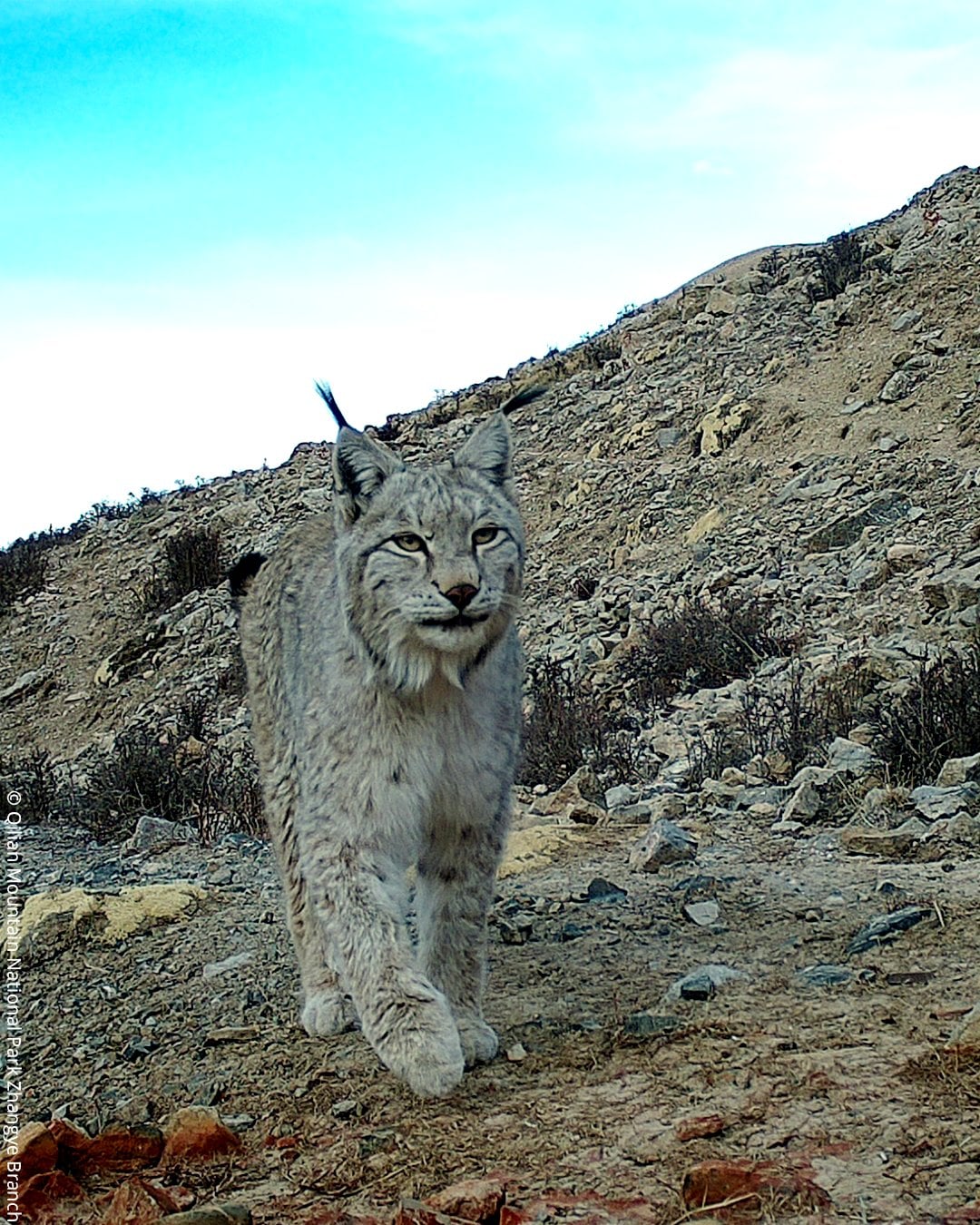 A Eurasian lynx with thick, light fur and tufted ears walks on rocky terrain under a blue sky, with dry bushes and rugged hills in the background.