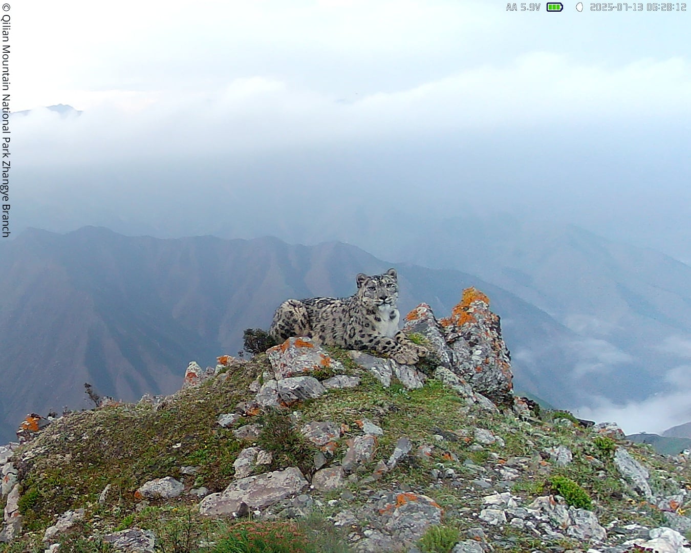 A snow leopard lies on a rocky outcrop covered with patches of grass and orange moss, overlooking misty mountains in the background under a cloudy sky.