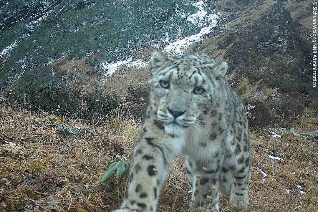 A snow leopard stands on a grassy, mountainous slope, looking directly at a camera. Sparse snow patches and rocky terrain are visible in the background.