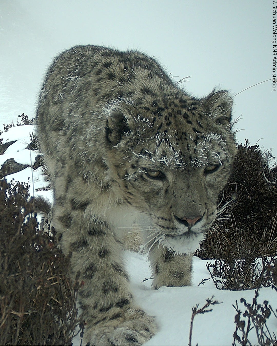 A snow leopard walks through snowy terrain, its fur dusted with frost. The animal is close to the camera, with icy whiskers and a focused gaze, surrounded by snow and sparse vegetation.