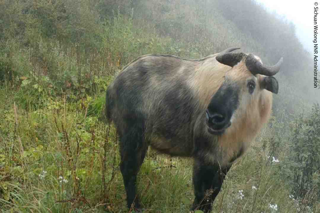 A takin, a large goat-antelope with curved horns and shaggy, golden-brown fur, stands in tall grass on a misty hillside surrounded by dense vegetation.