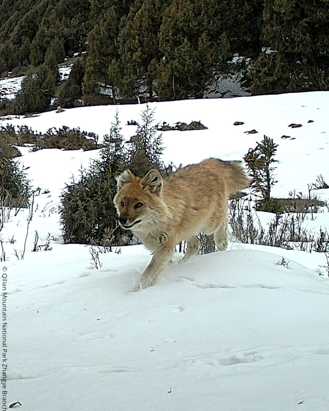 A Tibetan fox walks through a snowy landscape with small bushes and trees in the background, captured in a mountainous area.