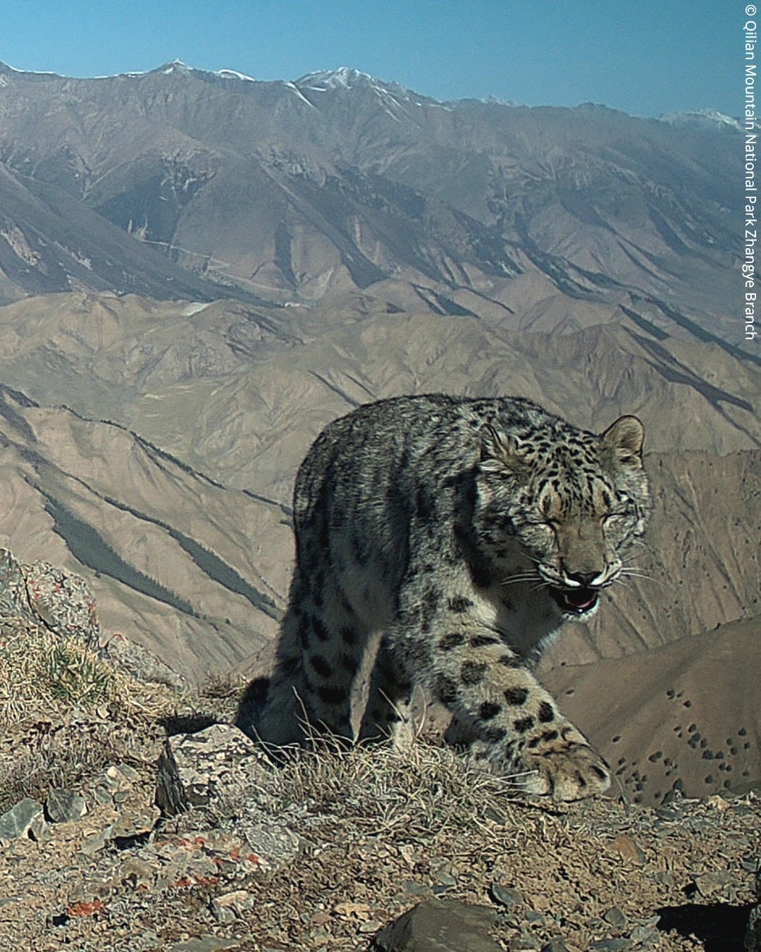 A snow leopard walks along a rocky mountain ridge with rugged, barren mountains and snow-capped peaks visible in the background under a clear blue sky.