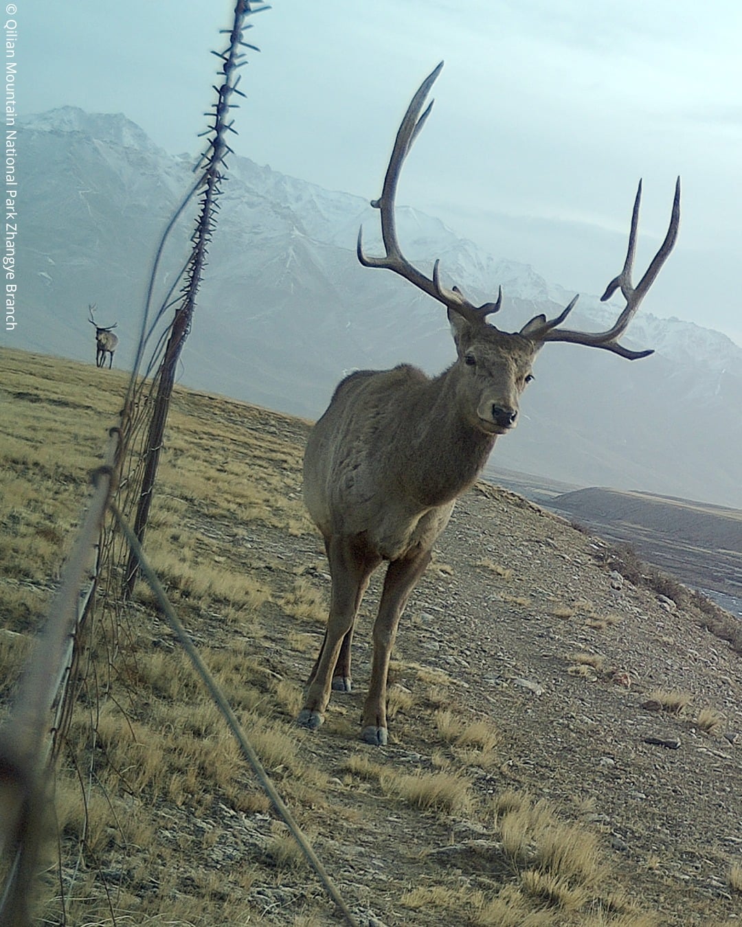 A large stag with tall antlers stands near a barbed wire fence on dry grassland, with mountains in the background; another stag is visible farther down the fence line.