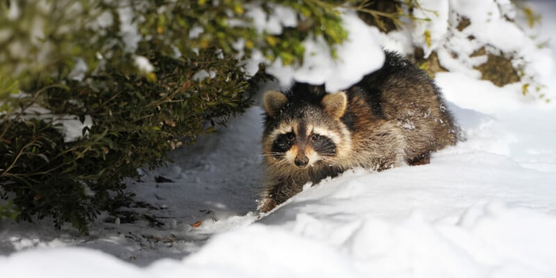 A raccoon with a thick winter coat walks through snow under a bush, looking toward the camera. Snow covers the ground and some branches, creating a wintry scene.