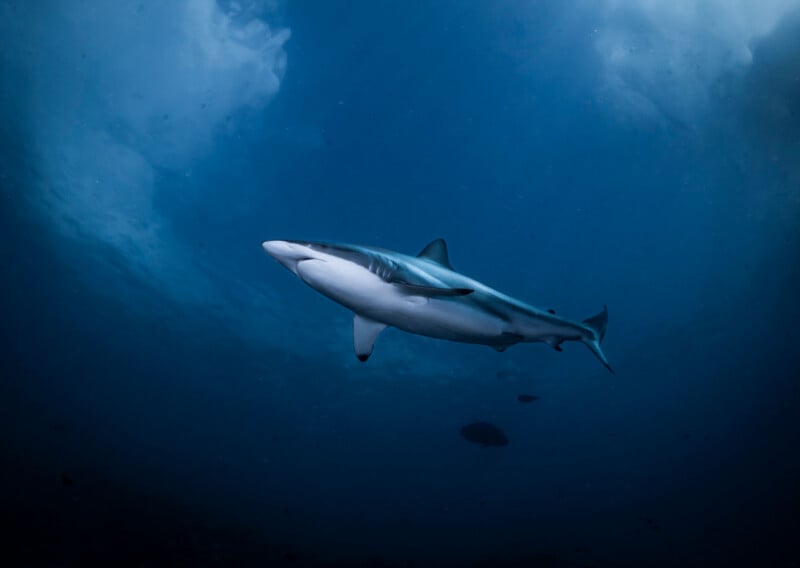 A single shark swims gracefully underwater in deep blue ocean, with light filtering through the surface above and clouds visible.