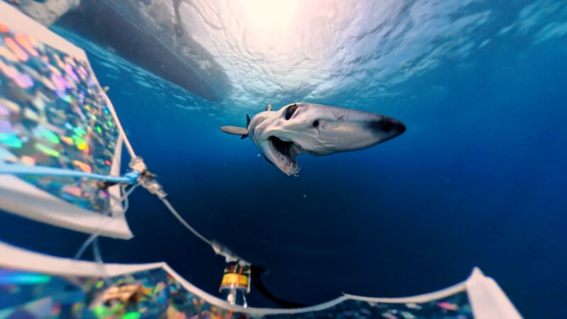 A shark swims near the surface of blue water, approaching a shiny, reflective device with cables while sunlight filters through from above.