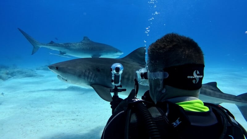 A scuba diver holding a camera faces two large sharks underwater, with clear blue water and sandy ocean floor visible in the background.