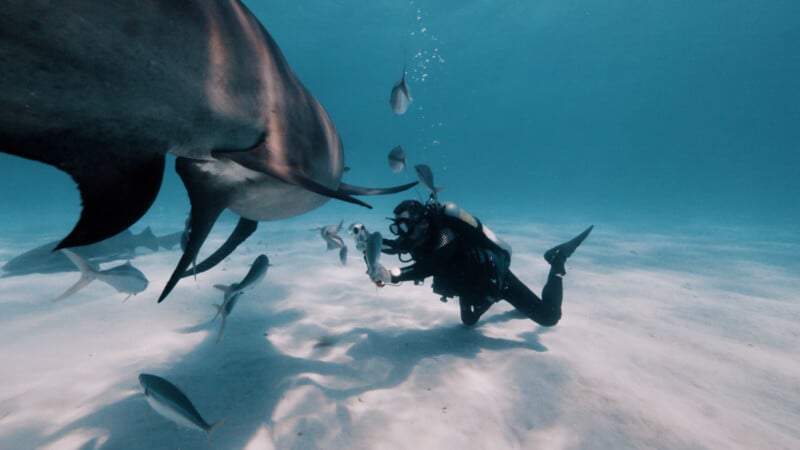 A scuba diver photographs a large shark underwater, surrounded by several smaller fish over a sandy ocean floor.