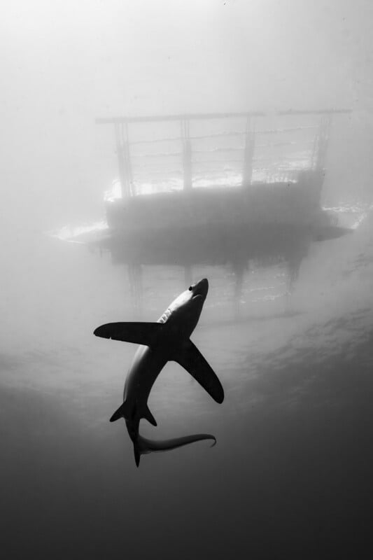 A shark swims underwater with a boat silhouetted above on the surface. The image is in black and white, creating a dramatic and moody atmosphere.