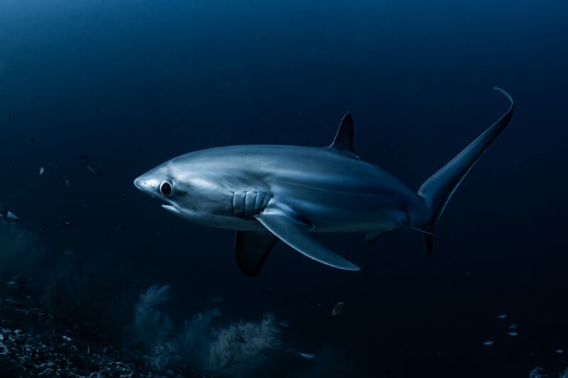 A thresher shark swims gracefully in deep, dark blue ocean water, its long tail fin trailing behind, with some plants and small fish visible in the background.