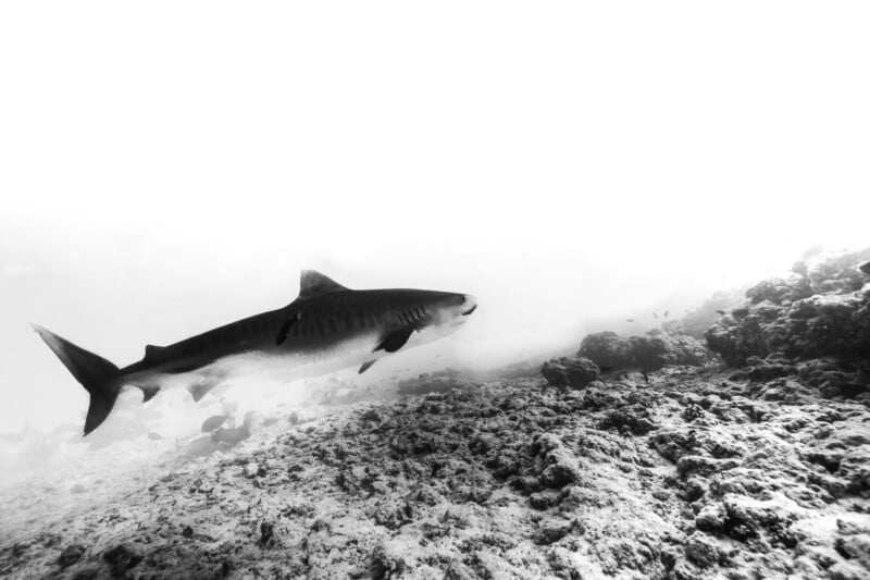 A tiger shark swims near a rocky ocean floor, captured in black and white with a bright, high-contrast background.
