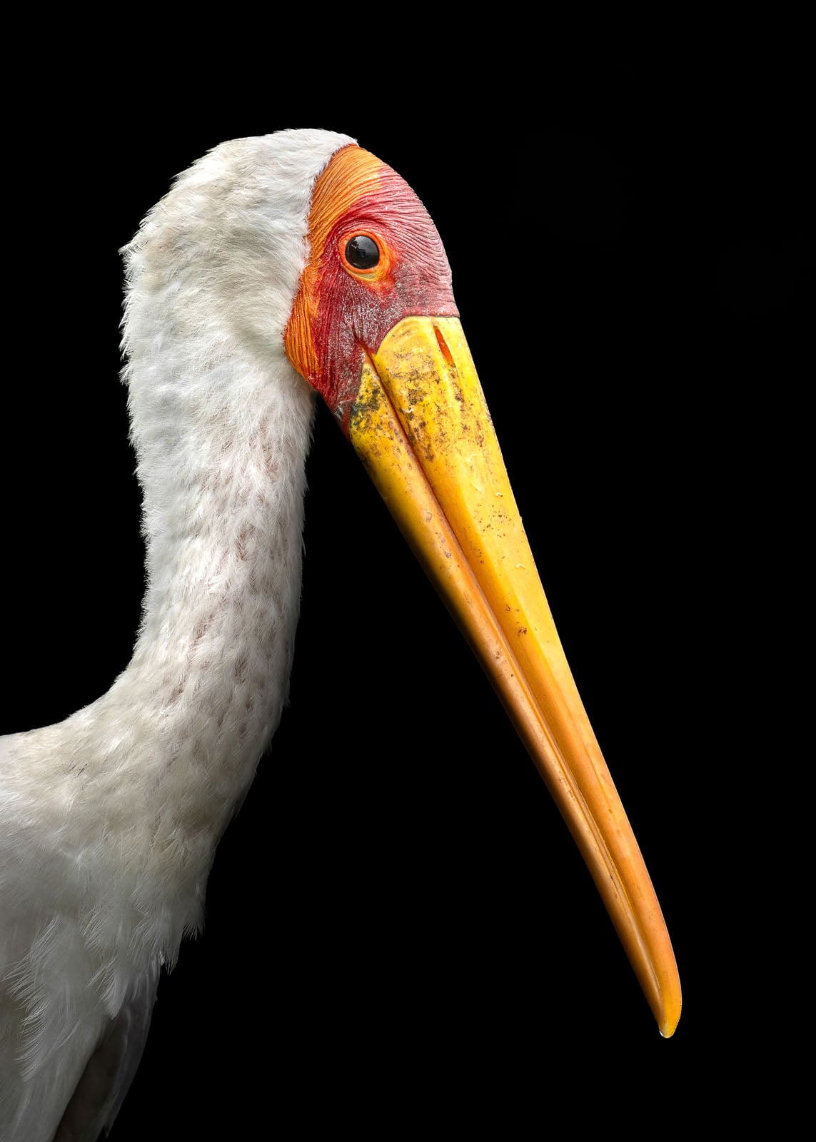A close-up of a yellow-billed stork with white feathers, an orange and yellow beak, and red skin around the eye, set against a black background.