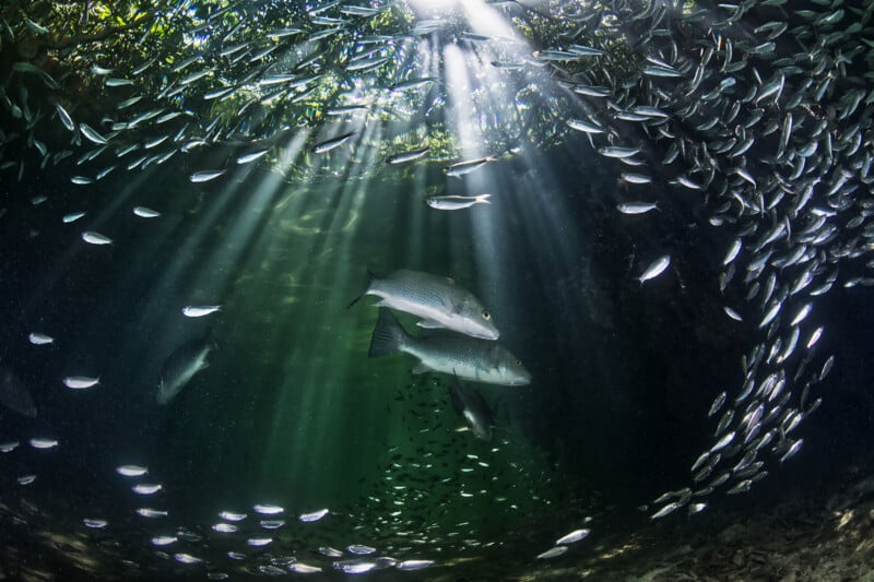 Sunlight streams through water, illuminating schools of small fish and two larger fish swimming in a cave-like underwater scene surrounded by dense fish and aquatic plants.