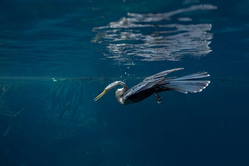 A black waterbird with a long neck and beak swims underwater, wings spread and tail fanned, near the surface with tangled roots and blue water in the background.