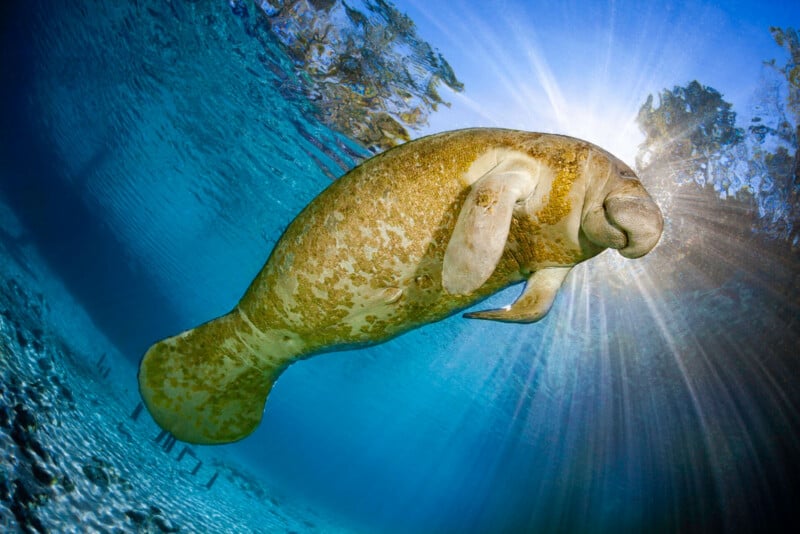 A manatee swims gracefully underwater in clear blue water, with sunlight streaming down from above and illuminating its body.