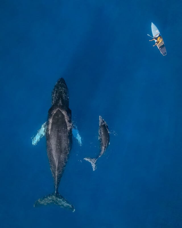 A person in a blue kayak paddles near a large whale and a smaller whale calf, all seen from above in deep blue water.