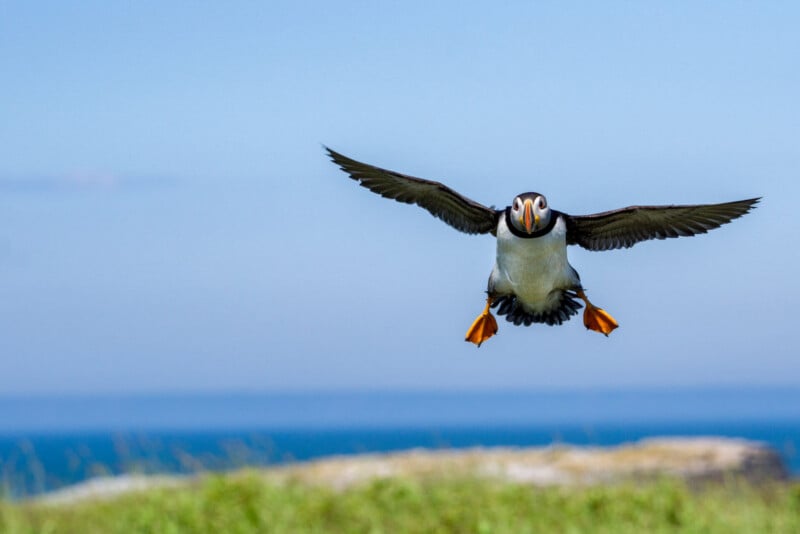 A puffin flies toward the camera with its wings spread wide above green grass, with the ocean and blue sky blurred in the background.
