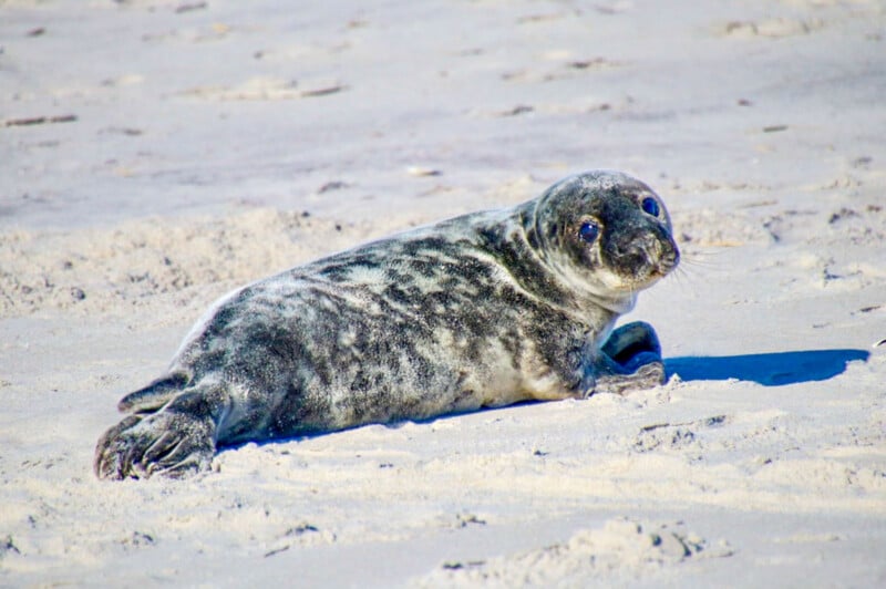 A young gray seal pup with dark spots lies on light sandy beach, looking toward the camera with wide, dark eyes.