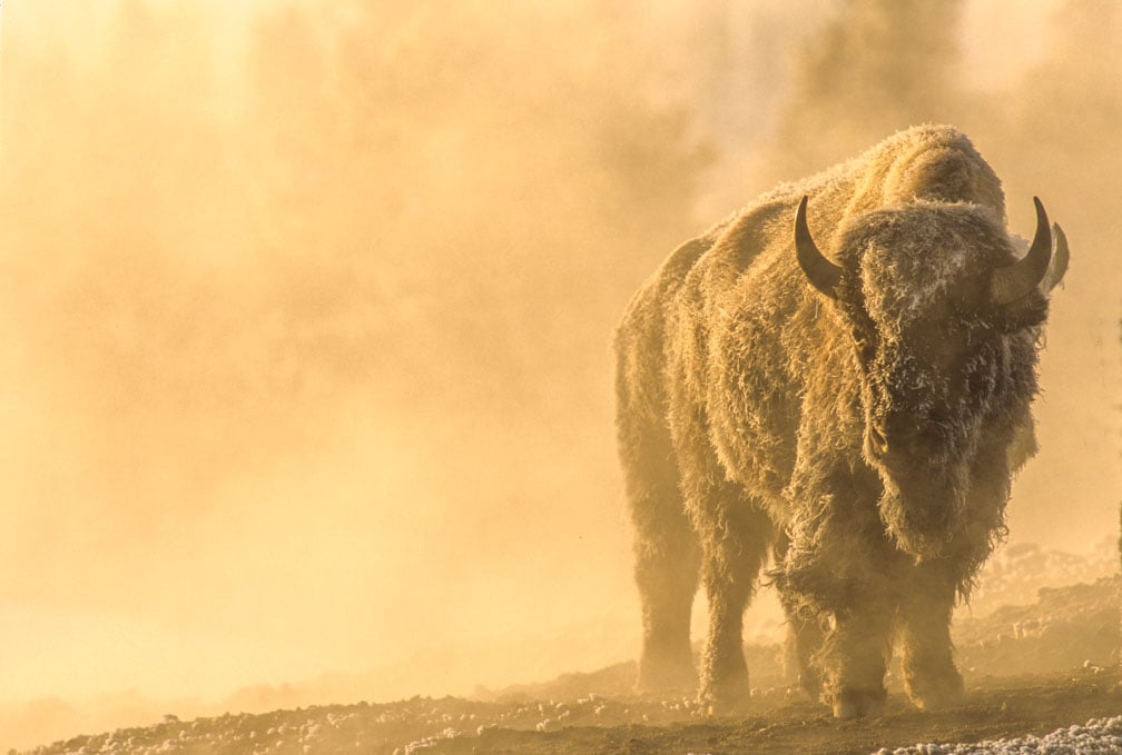 A large bison stands on dusty ground, surrounded by golden sunlight and mist, creating a hazy, warm atmosphere.
