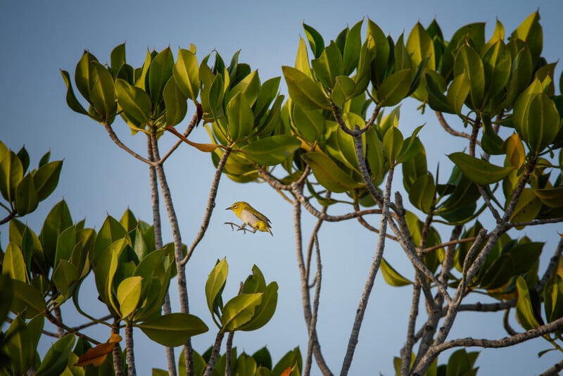 A small yellow-green bird perches on a branch among dense green leaves, with a clear blue sky in the background.