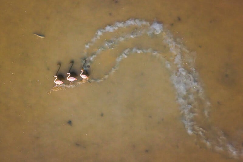 Three flamingos walk through shallow, muddy water, leaving a curved wake behind them. The image is captured from above, showing the birds and their trail.