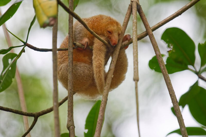A small, golden-brown sloth with curled limbs sleeps while hanging from thin tree branches, surrounded by green leaves in a forest.